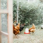 Gezond kippenvoer voor gezonde kippen